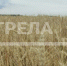 Брянская область вышла на 4-е место в стране по индексу сельхозпроизводства - Газета Верный путь